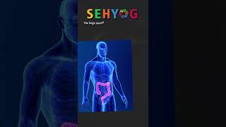 Small Intestine vs Large Intestine youtube facts science [upl. by Bashuk]