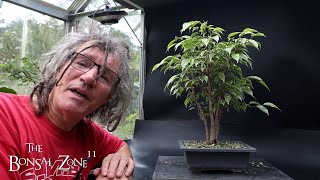 Fall Pruning My Olive Ficus and Chinese Elm The Bonsai Zone Oct 2024 [upl. by Sisxela]