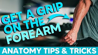 Posterior Forearm Muscles│Anatomy Tips Tricks and Mnemonics [upl. by Oiluig]