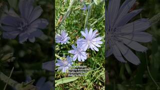 Chicory Cichorium intybus 🌺🌹🌼🌸 💐 kashmiribeauty flowers flowerplant shorts naats [upl. by Eciruam843]