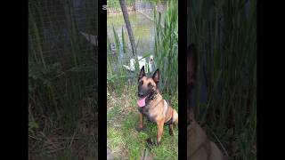 Meeting a swan malinois workingdog doglover [upl. by Yetah]