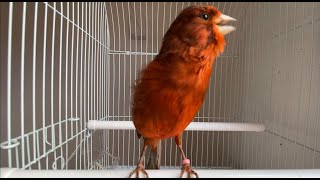 Canario negro bruno Cantando🐦 Canto de canario hermoso [upl. by Ettecul]