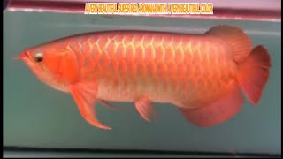 A VERY BEAUTIFUL SUPER RED AROWANA WITH A VERY BEAUTIFUL COLOR [upl. by Sedicla]