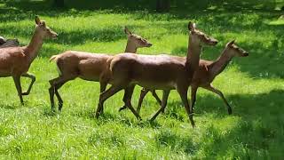 Deers in Richmond park [upl. by Remark]