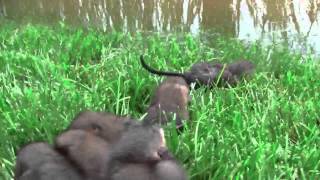 CUTE Baby Muskrats crying for their mom [upl. by Orapma295]