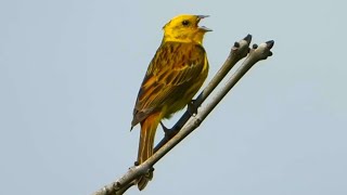 YELLOWHAMMERS Calling ♫ Singing Song  Emberiza citrinella [upl. by Jezabelle]