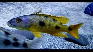 220 Gallon African Cichlid Hap Aquarium  Take Time to Enjoy your Fish [upl. by Ramsdell]