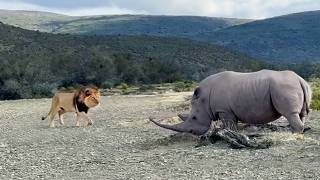 Rhino Stabs At Male Lion With Its Horn [upl. by Fiester]