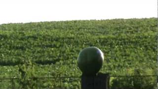 BUSHMASTER 450 shooting watermelon amp watch it explode mpg [upl. by Lansing]