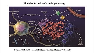 APOE TREM and Microglia in the Pathogenesis of Taumediated Neurodegeneration with David Holtzman MD [upl. by Nelram]