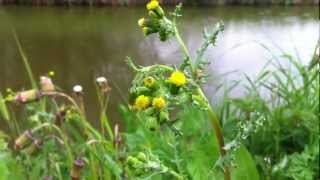 Common Groundsel Senecio vulgaris  20120429 [upl. by Nylarak]