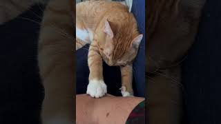 Rescuing a cat with cerebellar hypoplasia CH [upl. by Letch]