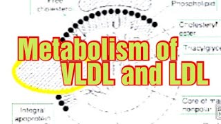 Metabolism of VLDL and LDL Biochemistry Metabolism of Lipoproteins 2 VLDL IDL LDL [upl. by Lisandra]