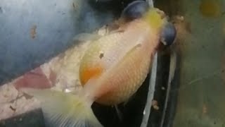 🌠可愛い金魚のご紹介 2024723 金魚 goldfish 出目ピンポン ミルク出目ピンポン ◎いつもご視聴、高評価、有り難うございます🙏 yokoichikko [upl. by Temme]