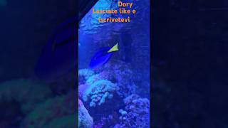 Lacquario dei dory [upl. by Mannos]