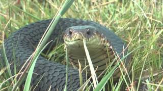 Angry Copperhead Hissing [upl. by Annaliese]