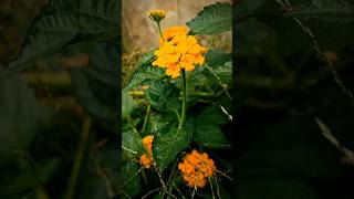 Lantana KuningYellow Lantana Flower [upl. by Mintz]