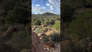 Calling in coyotes during a hunt in Arizona [upl. by Giffie500]