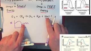 Exothermic and Endothermic vs Exergonic and Endergonic simplified [upl. by Marino]