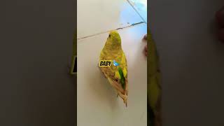 budgies lovebirdsound [upl. by Aneehsirk]