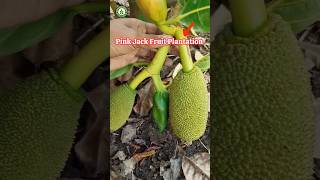 Pink Jack Fruit Plantation Successful  And Plants For Sale🚊short📲Ph9134227145 [upl. by Rolandson]