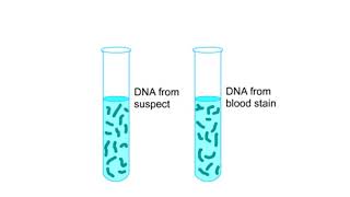 DNA fingerprinting Animation [upl. by Ellehsat]