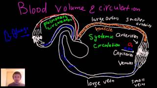 Blood circulation blood volume arteries arterioles capillaries venules and veins [upl. by Attenaj]