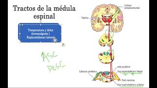 TRACTOS ASCENDENTES MÉDULA ESPINAL PARTE 1 NEUROANATOMÍA [upl. by Huntley]