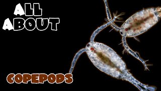 All About The Copepods [upl. by Ehr]