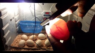 Candling Eggs DAY 10 Chicken Egg Candling Day 121 [upl. by Hackathorn]