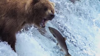 Grizzly Bears Catching Salmon  Natures Great Events  BBC Earth [upl. by Armalla]