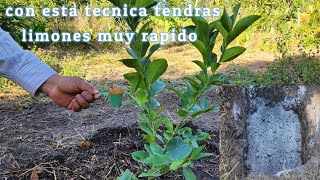 increíble siembra de limón para que tengas limones en muy poco tiempo 🍋 [upl. by Aney447]