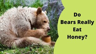 Do Bears Really Eat Honey  Fact Phenomenon [upl. by Tedda967]