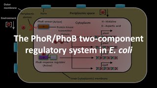 PhoR and PhoB two component regulatory system in E coli [upl. by Sexton]