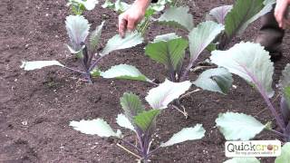 How to Grow Cabbage  A Step by Step Guide [upl. by Isobel]