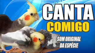 Calopsita Live Canto dos pássaros ASMR [upl. by Goldner]