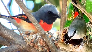 Small minivet bird making beautiful nest AnimalsandBirds107 [upl. by Lletnohs400]