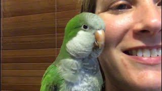 Chat time  Owning Pluto the Talking Quaker Parrot [upl. by Ezarra115]