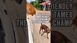 The Village Champ’s Challenge A Bark Turns to Regret animals [upl. by Arahc564]