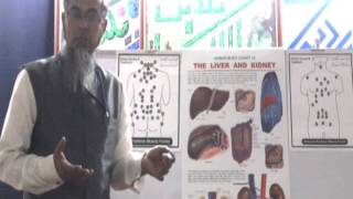 Hijama benefits for Liver and Kidney [upl. by Llenrev351]