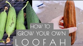 How to Grow Your OWN Loofah Gourds From seed to harvest Step by Step Process Growing Loofah Gourd [upl. by Matrona]