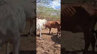 rancho cowboy Umirim ceará [upl. by Orlan631]