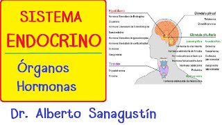 SISTEMA ENDOCRINO explicado FÁCIL glándulas y hormonas [upl. by Attiuqahs]