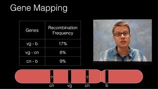 Genetic Recombination and Gene Mapping [upl. by Ainoet834]