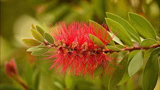 El padre Muninda sobreCallistemon limpiatubos [upl. by Hans]