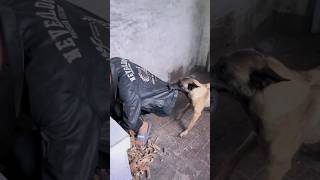 कुत्ते ने बचाई जान dogs shorts dogshorts funnyshortsvideo [upl. by Enneles]