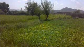 PARACHINAR WITH DILRAJ NEW PASHTO SONG WO DA KURMEY GOLA [upl. by Sinegold566]