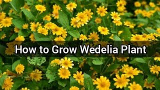 Wedelia Plant Care  How to Propagate Wedelia  Best Flowering Plant For Hanging BasketPots [upl. by Oringa]