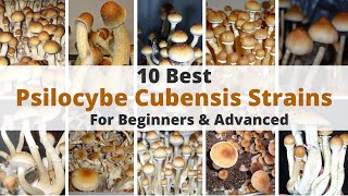 Top 10 Psilocybe Cubensis Strains For Beginners [upl. by Hamfurd346]