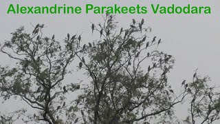 Alexandrine parakeet Psittacula eupatria Vadodara Part 1 [upl. by Eiclud]